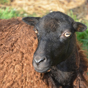 imagen de una oveja negra