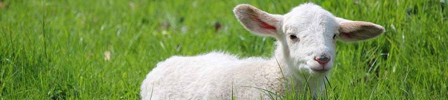 imagen de una oveja pequeña