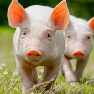 imagen de dos cerdos en el campo